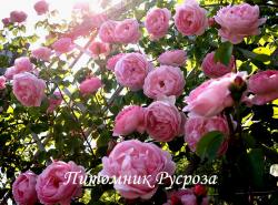 CONSTANCE SPRY (AUSfirst)