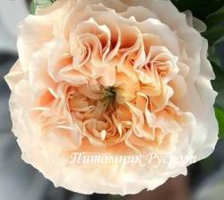 CREAM FRAGRANCE (Крим Фрагранс)