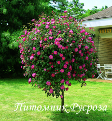 MAGIC MEILLANDECOR (MEIBONRIB) (Мэджик Мейяндекор)