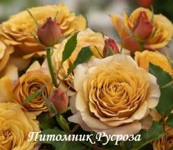 PINE DREAM (Пайн Дрим)