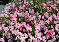 PINK CHANTILLY (Пинк Шантили)