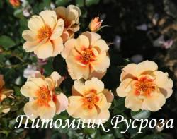 SEE YOU IN APRICOT (Си Ю Ин Эприкот)