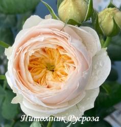 EMMA WOODHOUSE (Эмма Вудхаус)