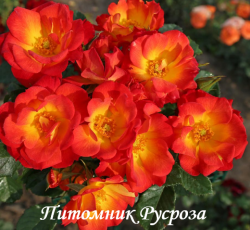 SUMMER OF LOVE (KORDES, 2017) (Самэр оф Лав)