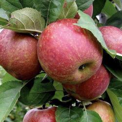 Яблоня "Ред Боскоп" DOUBLES-U шпалера