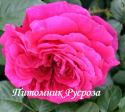 LA ROSE DE MOLINARD (Ля Роз до Молинар)