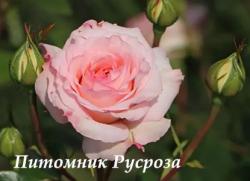 BELLE ROSE (BELAMI) (Белль Роз)