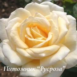 MARY BERRY ROSE (Мэри Бэри Роуз)