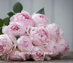 PEONY PINK (Пиони Пинк)