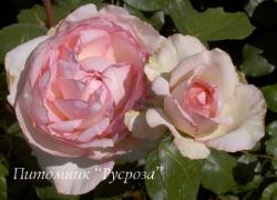 ROSE OPTIMISTE (Роз Оптимист)