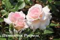 BELLE ROSE (BELAMI) (Белль Роз)