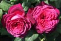 JOHANN WOLFGANG VON GOETHE ROSE (TAN04179) (Иоганн Вольфганг фон Гёте Роуз)