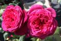 JOHANN WOLFGANG VON GOETHE ROSE (TAN04179) (Иоганн Вольфганг фон Гёте Роуз)