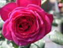 JOHANN WOLFGANG VON GOETHE ROSE (TAN04179) (Иоганн Вольфганг фон Гёте Роуз)