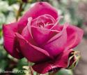 JOHANN WOLFGANG VON GOETHE ROSE (TAN04179) (Иоганн Вольфганг фон Гёте Роуз)