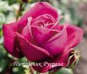 JOHANN WOLFGANG VON GOETHE ROSE (TAN04179) (Иоганн Вольфганг фон Гёте Роуз)