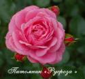 PANTHERE ROSE (Пантэр Роз или Розовая пантера)