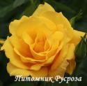 ROSE DE LIMOUX (Роз де Лиму)