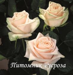 WEDDING ROSE (TAN08087) (Уэддин Роуз)