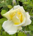 ROSE DE BRETAGNE (ADAREFIXA) (Роз Де Бретани)