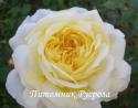 ROSE DE BRETAGNE (ADAREFIXA) (Роз Де Бретани)