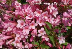 Вейгела цветущая "Пинк Поппет" (Weigela florida "Pink Poppet")