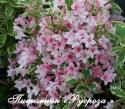 Вейгела цветущая "Нана Вариегата" (Weigela florida "Nana Variegata")