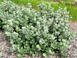 Ива шерстистая