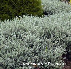 Ива ползучая "Аргентея" (Salix repens "Argentea")