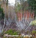 Ива увлажненная (Salix irrorata)