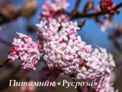 Калина боднантенская "Дон" (Viburnum bodnantense "Dawn")