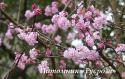 Калина боднантенская "Дон" (Viburnum bodnantense "Dawn")