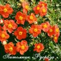 Лапчатка кустарниковая "Ред Айс" (Potentilla fruticosa "Red Ace")