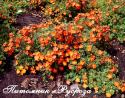 Лапчатка кустарниковая "Ред Айс" (Potentilla fruticosa "Red Ace")