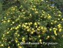 Лапчатка кустарниковая "Хакманс Гигант" (Potentilla fruticosa "Hachmann’s Gigant")