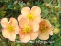 Лапчатка кустарниковая "Дейдон" (Potentilla fruticosa "Daydawn")