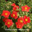 Лапчатка кустарниковая "Мэрион Ред Робин" (Potentilla fruticosa "Marian red Robin")