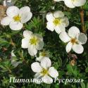 Лапчатка кустарниковая "МакКейс Уайт" (Potentilla fruticosa "McKay’s White")