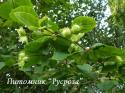 Лещина обыкновенная (Corylus avellana)