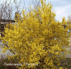 Форзиция средняя "Линвуд" (Forsythia intermedia "Lynwood")