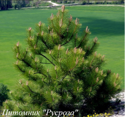Сосна черная "Палласа" (PINUS NIGRA PALLASA)