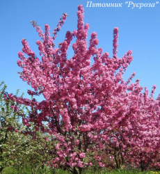 Яблоня декоративная "Бренди Меджик"