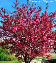 Яблоня декоративная "Мокум"