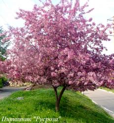 Яблоня декоративная "Недзвецкого"