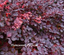 Барбарис Тунберга "Carmen" (Berberis Thunbergii)