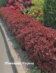 Барбарис Тунберга "Atropurpurea Nana" (Berberis Thunbergii)