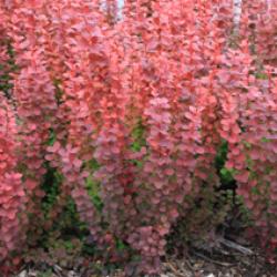 Барбарис Тунберга "Орэндж Рокет" (Berberis thunbergii "Orange Rocket" )