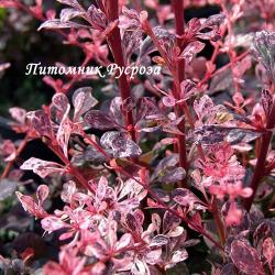 Барбарис Тунберга "Harlequin" (Berberis Thunbergii)