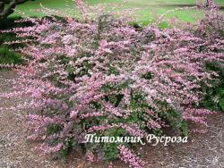 Барбарис Тунберга "Pink Queen" (Berberis Thunbergii)