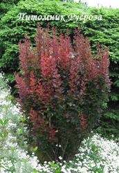 Барбарис Тунберга "Red Pillar" (Berberis Thunbergii)